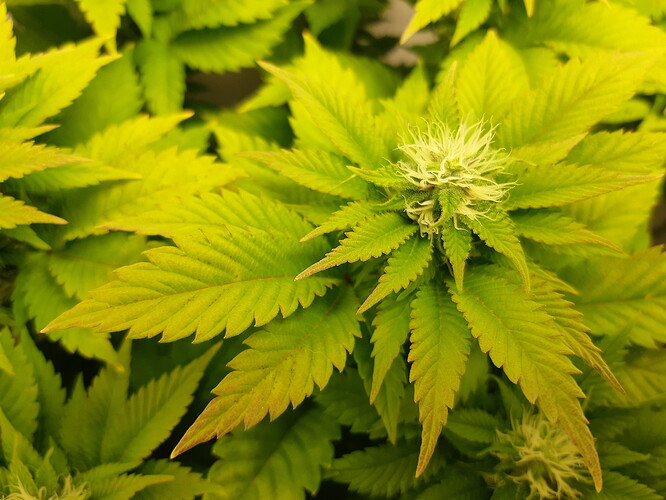 Growreport Bild 6