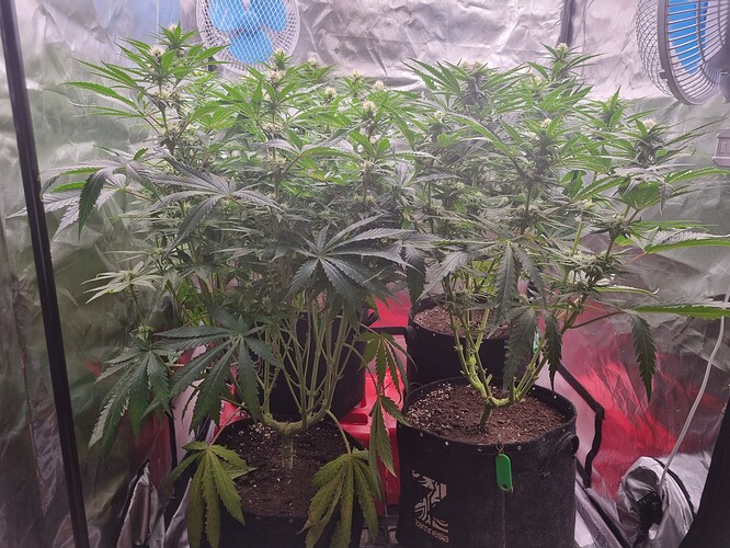 Growreport Bild 32