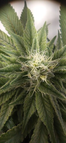 IMG_20240123_141613_1