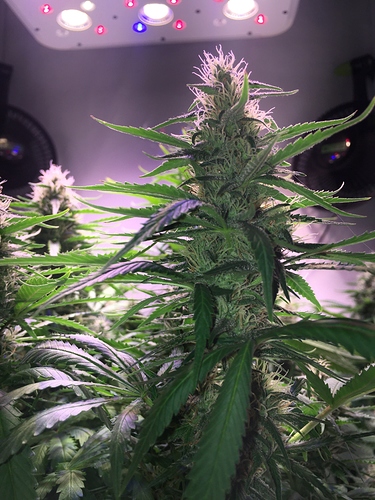 Growreport Bild 2