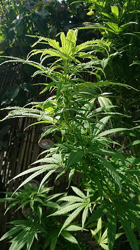 Growreport Bild 11