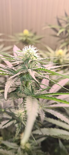 Growreport Bild 5