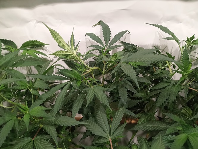 Growreport Bild 44
