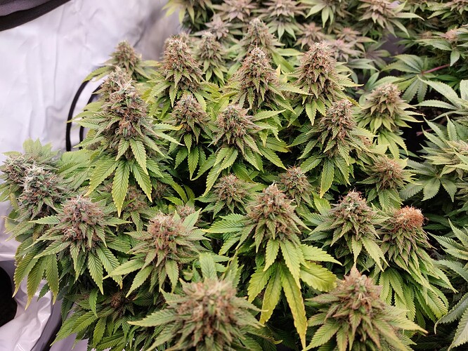Growreport Bild 5