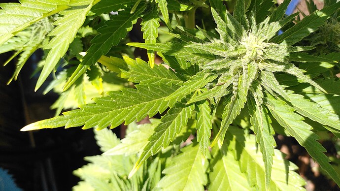Growreport Bild 3