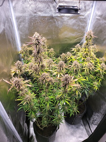Growreport Bild 1