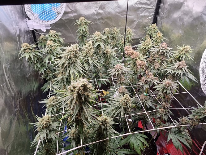 Growreport Bild 9