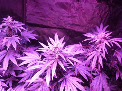 Growreport Bild 22