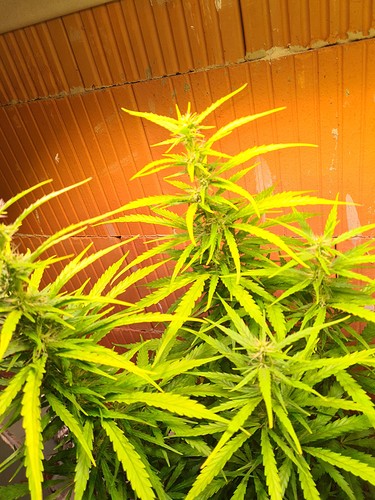 Growreport Bild 17