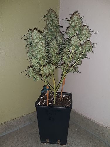 Growreport Bild 7