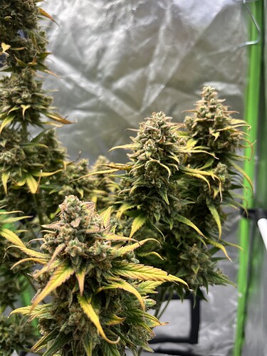 Growreport Bild 26