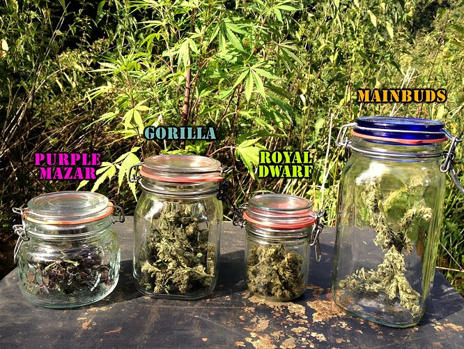 Growreport Bild 26