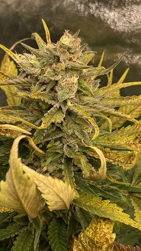 Growreport Bild 7