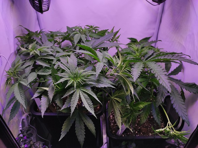 Growreport Bild 6