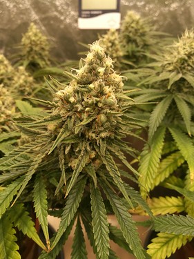 Growreport Bild 13