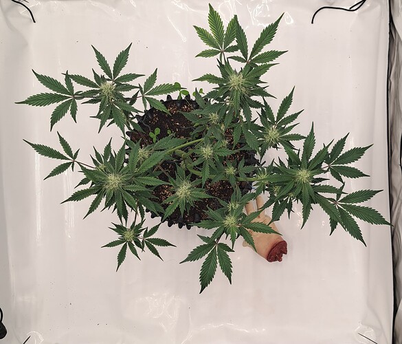 Growreport Bild 11
