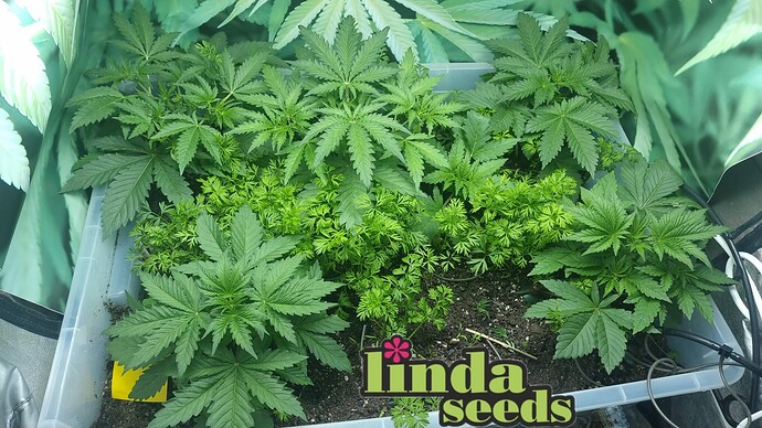 Growreport Bild 1