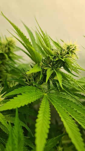 Growreport Bild 9