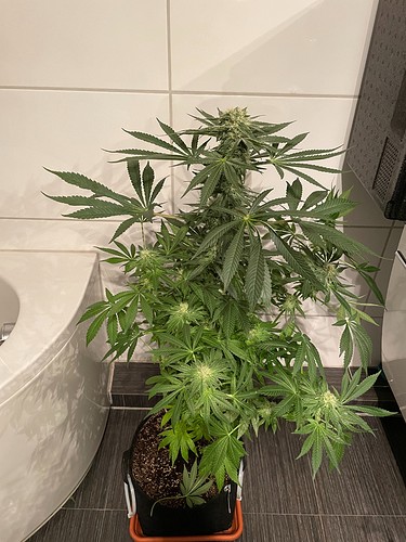 Growreport Bild 13