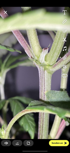 Growreport Bild 7