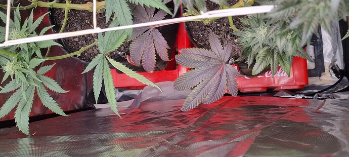 Growreport Bild 49