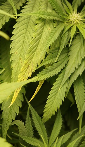 Growreport Bild 4