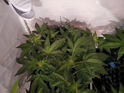 Growreport Bild 13