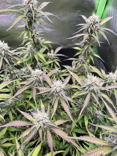 Growreport Bild 4