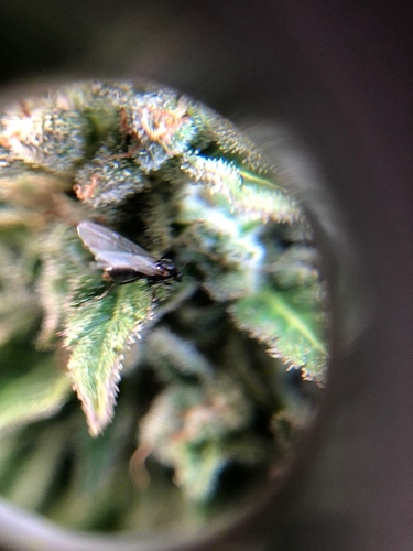 Growreport Bild 5
