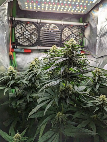 Growreport Bild 3