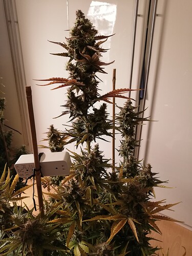 GG#3_240116-1