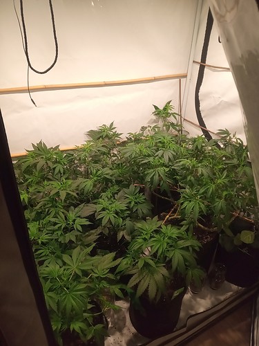 Growreport Bild 16