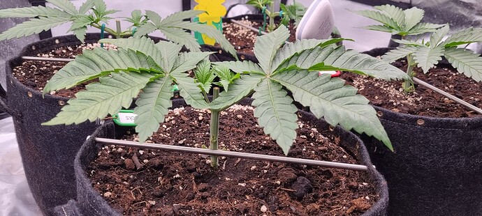 Growreport Bild 20