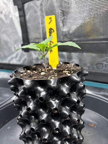 Growreport Bild 66
