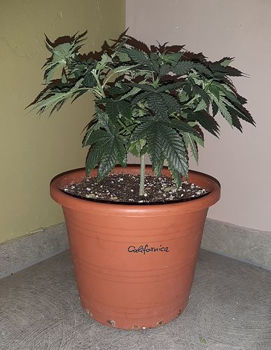 Growreport Bild 1