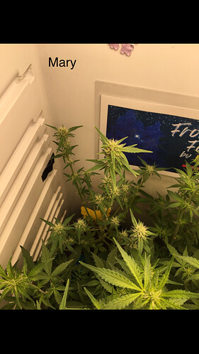 Growreport Bild 5
