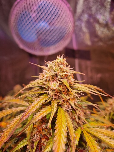 Growreport Bild 6