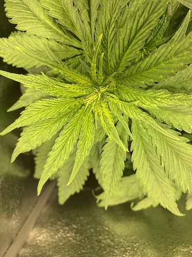 Growreport Bild 2