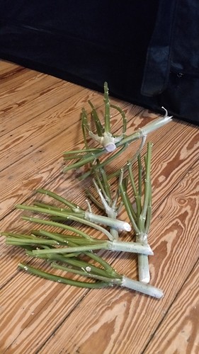 Growreport Bild 12