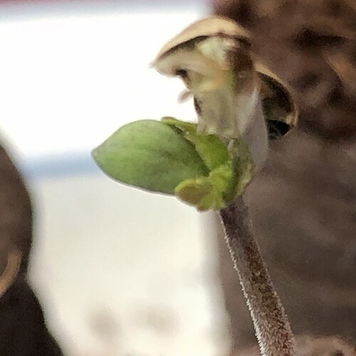 Growreport Bild 1