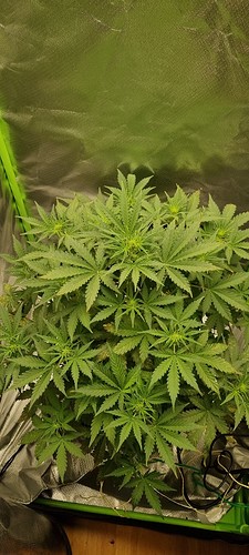 Growreport Bild 9