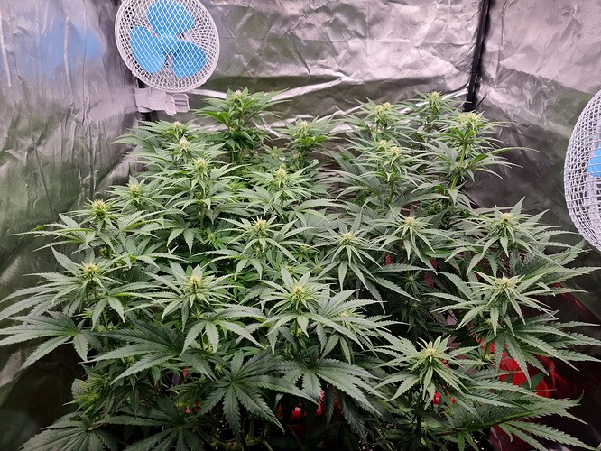 Growreport Bild 6