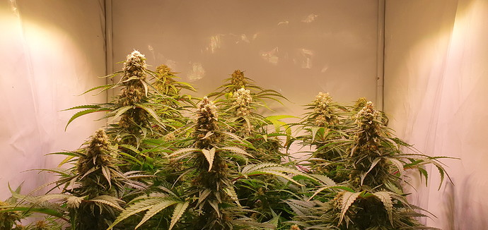 Growreport Bild 1
