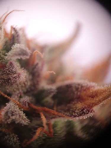 Growreport Bild 19