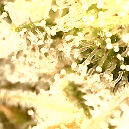 Growreport Bild 17