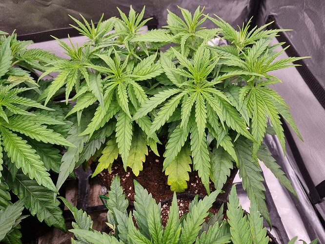 Growreport Bild 37