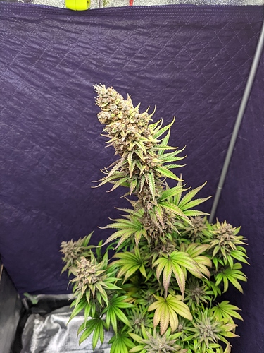 Growreport Bild 41
