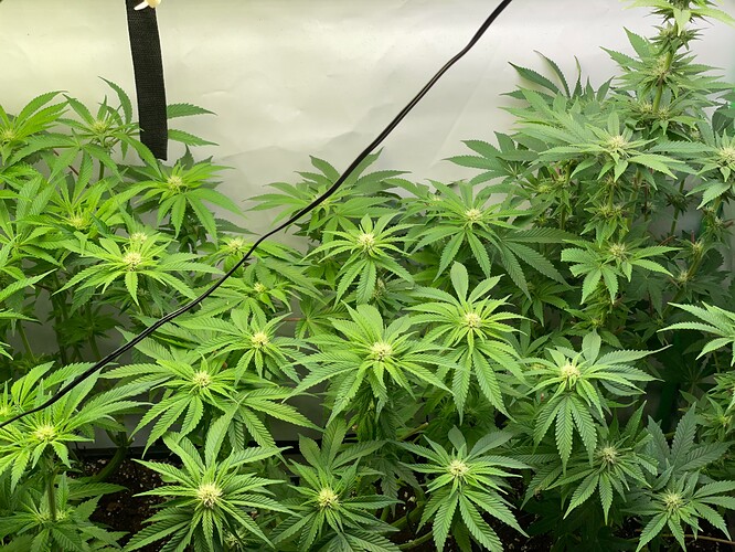 Growreport Bild 7