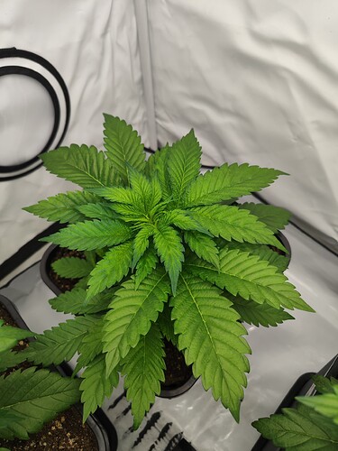 Growreport Bild 6