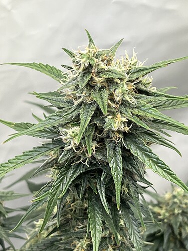 Growreport Bild 2